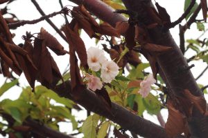 季節外れの桜20190929-2